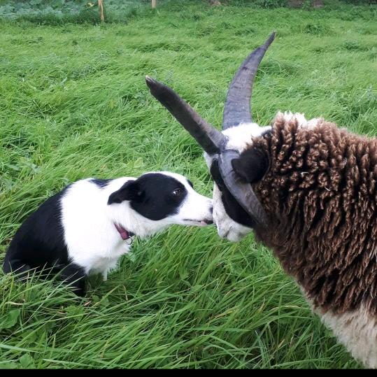 Murtaghs Organic Farm