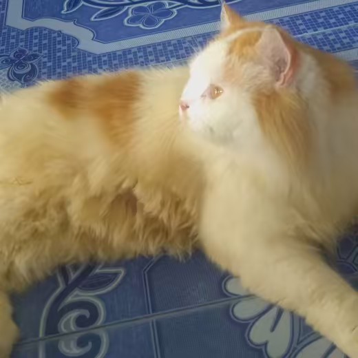 เตีย  เตัย