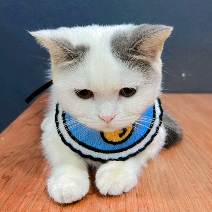 ทาสเผือกกวน