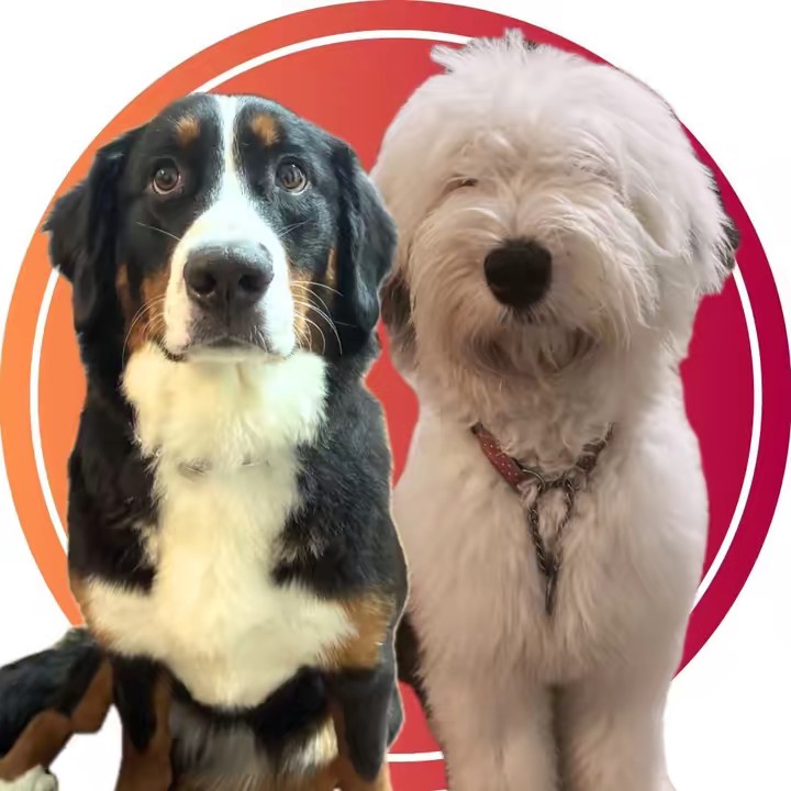 ベルアリ/バーニーズ&オールドの日常