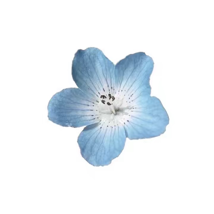 ชมพู่นอนตื่นสาย