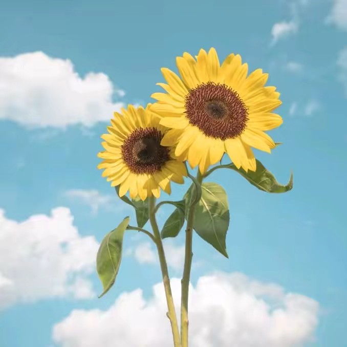 เป็นฉันที่ดี🏜️