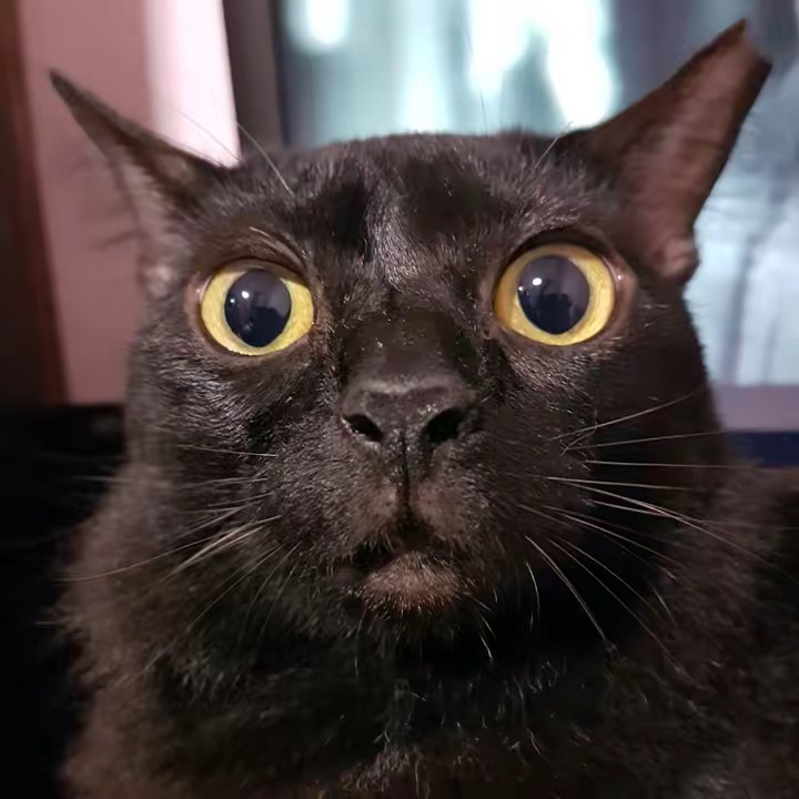 Cat Daddy 🐈‍⬛