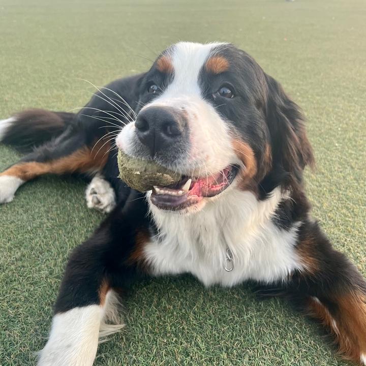 Moose the Goodest Boy