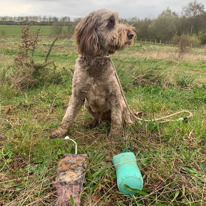 Freddy the Gundog 🔫🐶