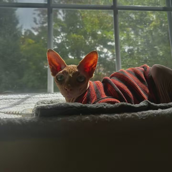 ginger_the_sphynx_cat