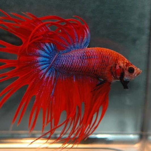 Betas oficial ✌️