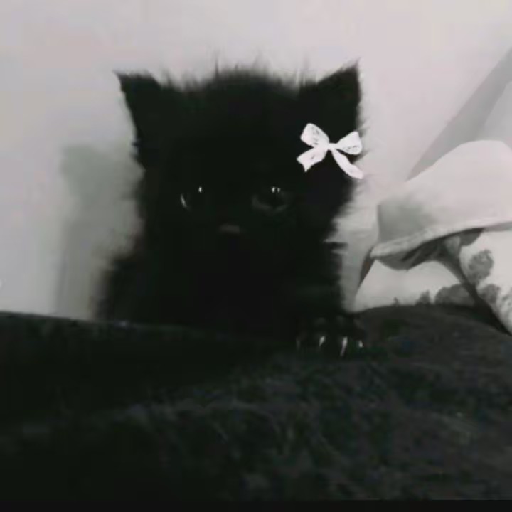 ✨🎀A M O R A 🎀✨