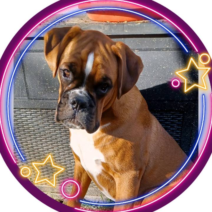 🌺🌸〰️Vega〰️🌸🌺