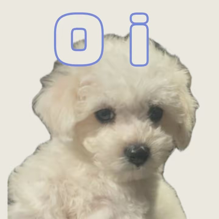 ビションフリーゼのおいくん