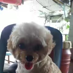 E ลูก.ไก่