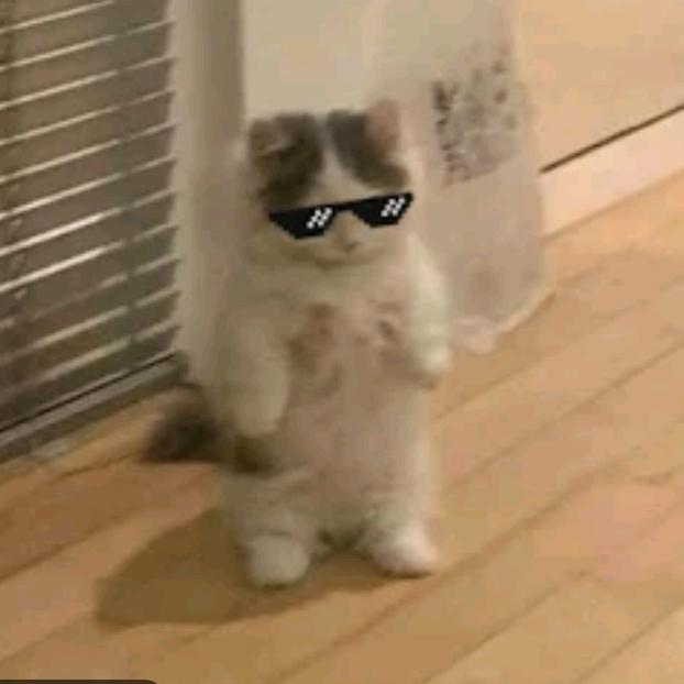 Funniest Internet Memes