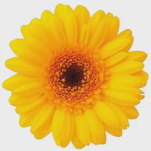 Symbolic Meaning of a Flower