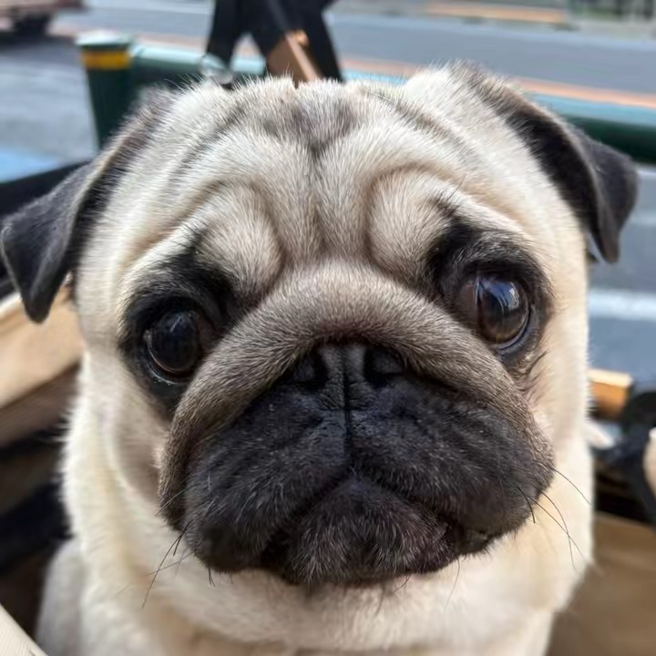パグのむさし