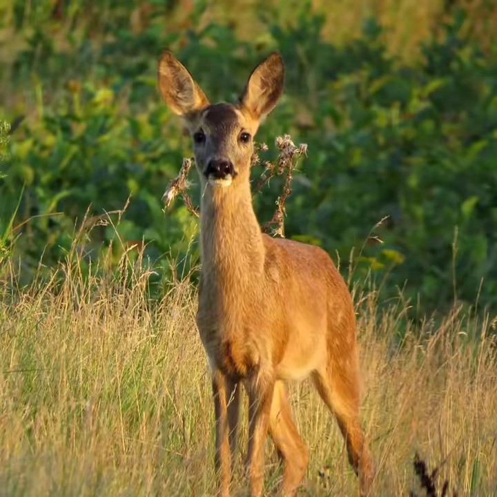 Simone_Muckefreak_Fcgn