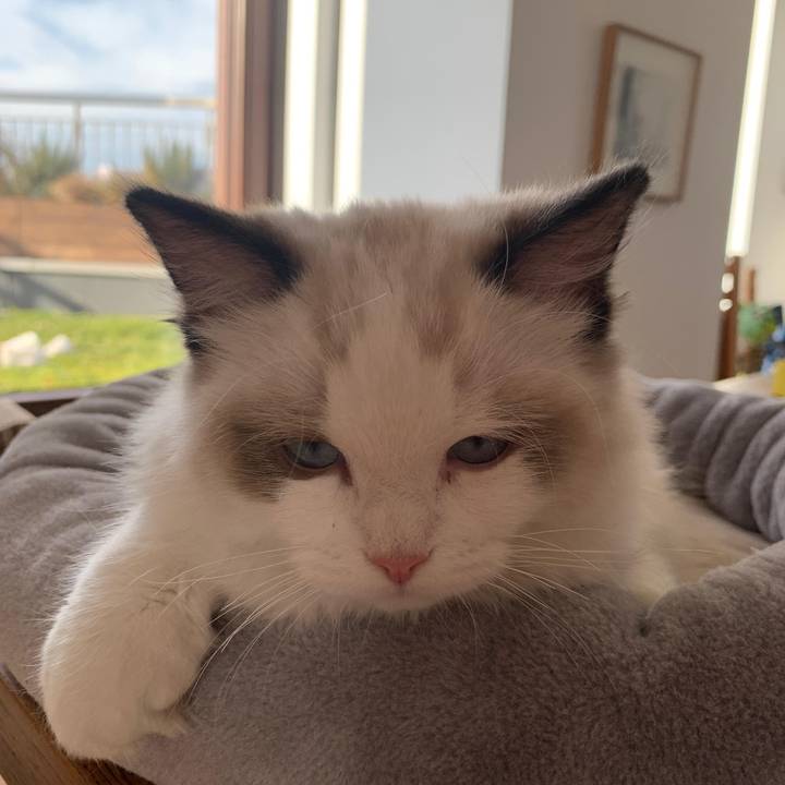 Fluffy life of Pushok