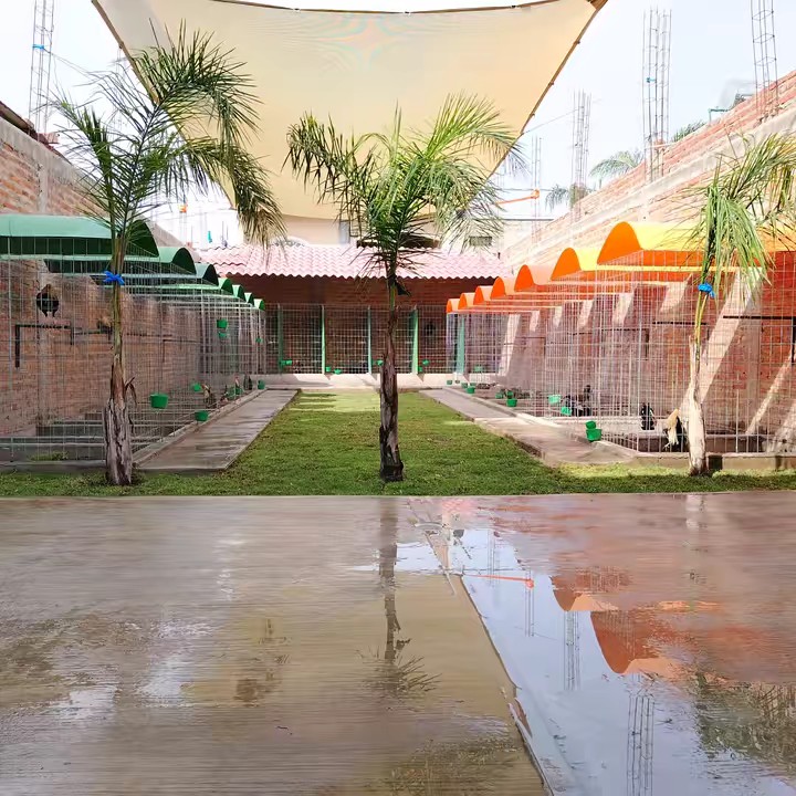 CRIADERO EL MORRO🍀🐔