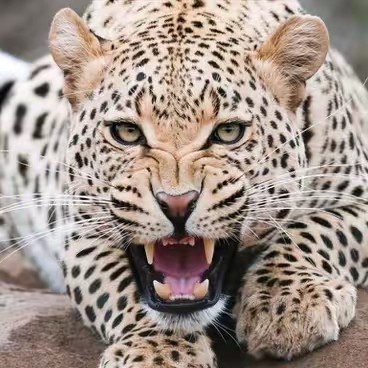 TOP ANIMALS