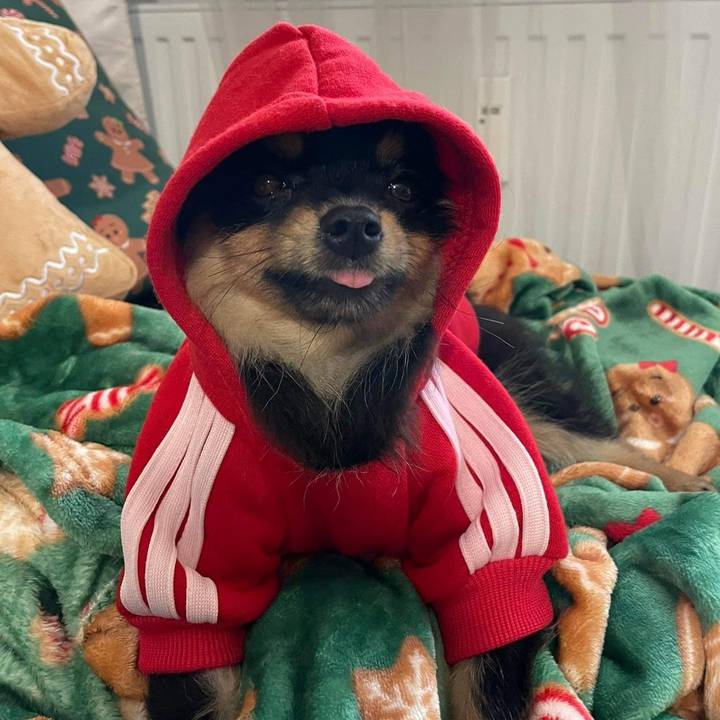 pomeranianlife_toffi