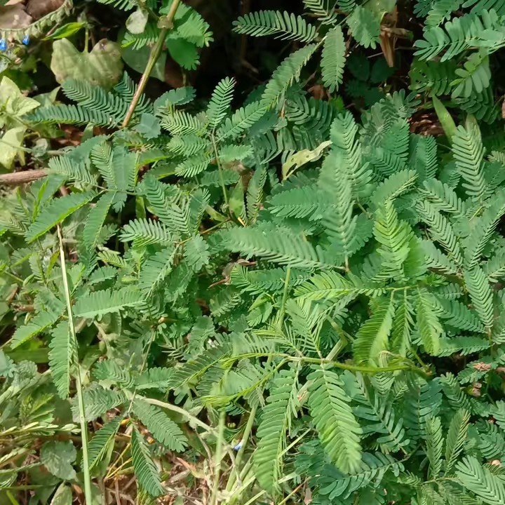 Assalamualaikum besty