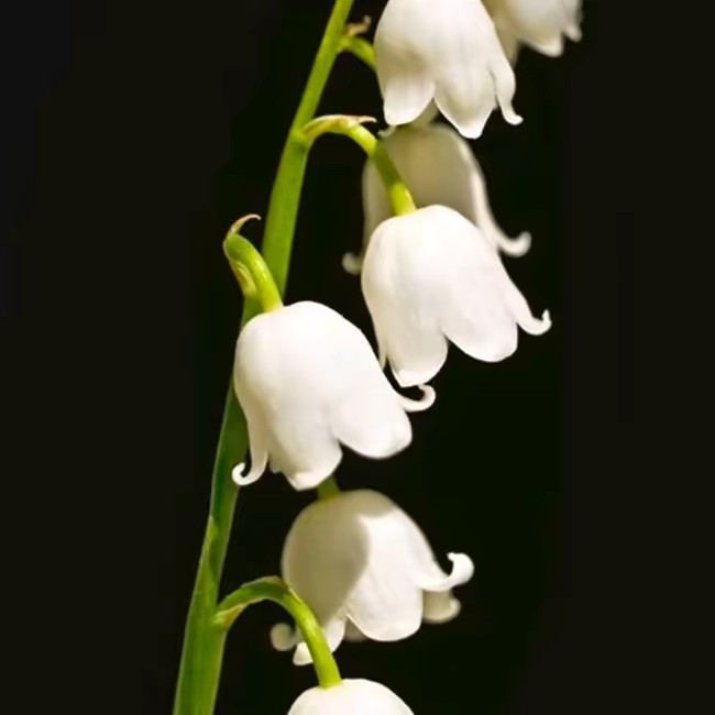 @Qalbu🫀🤍nDa🇲🇾🍉 OA