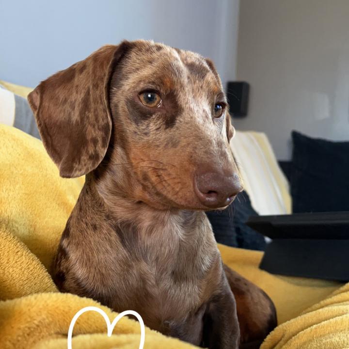 🐾🤎Stanley & Sterling🩶🐾