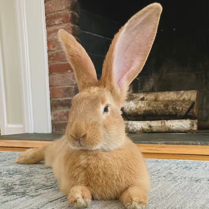 Nelly The Flemish