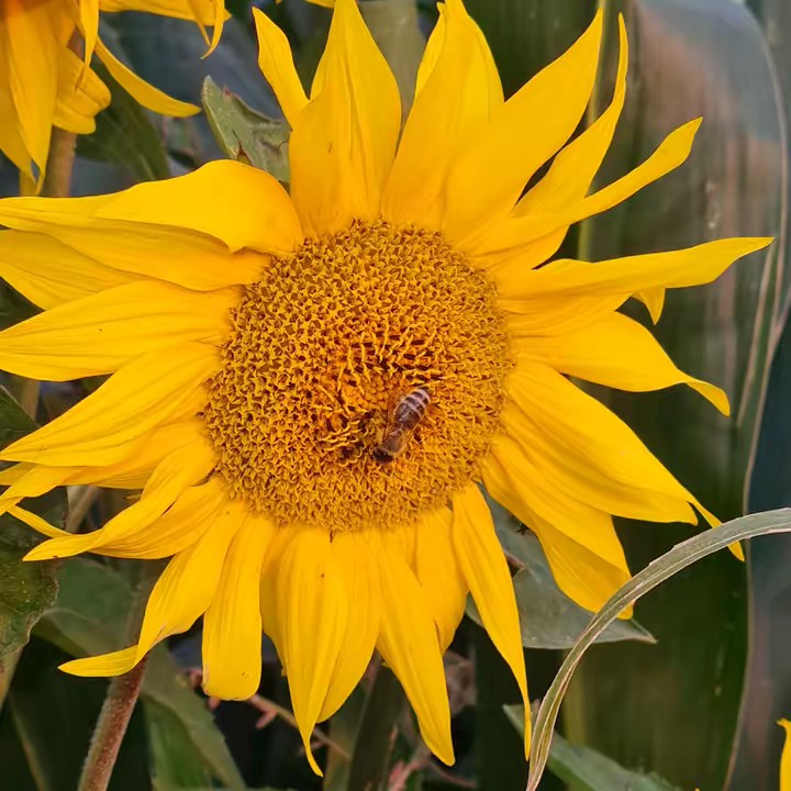 🫶🇩🇪🦅 Muddi  🦅🇩🇪🫶