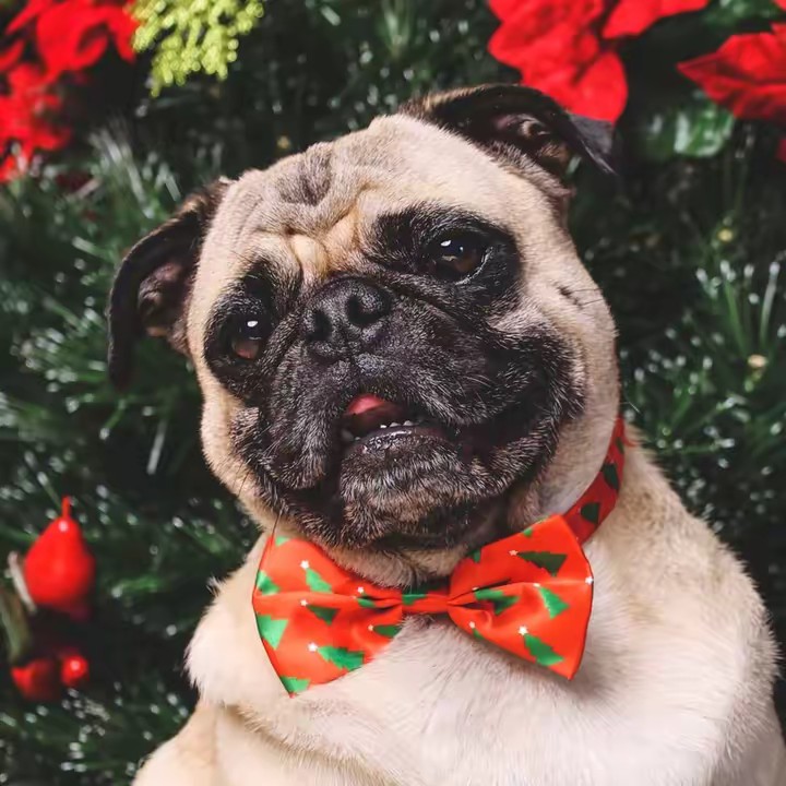 Peewee The Pug