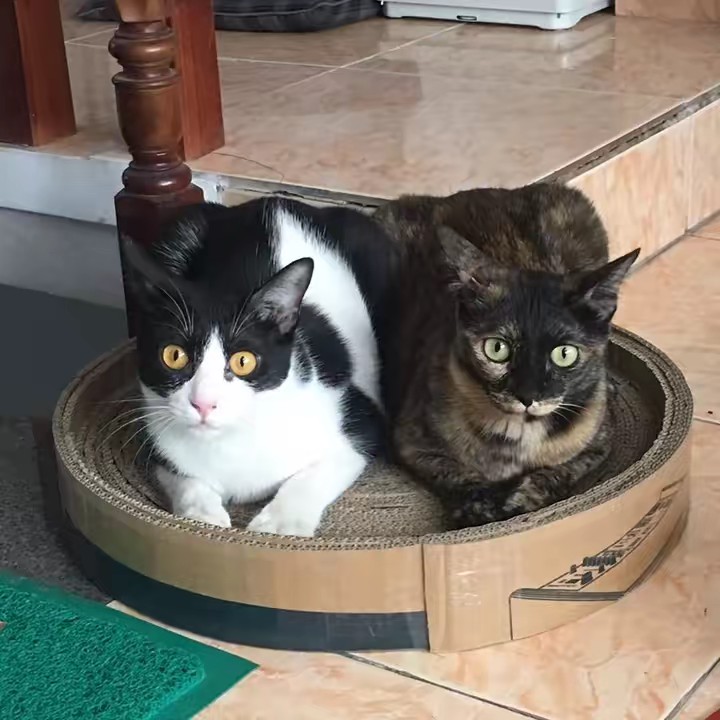 Nguyễn Thị Thảo Hạ