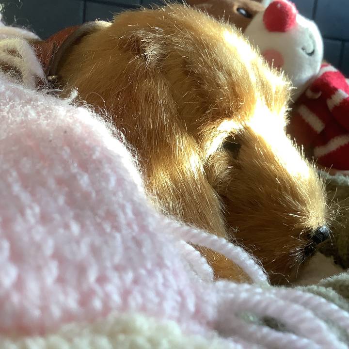 ⚡️ f u n   p e t z z z ⚡️