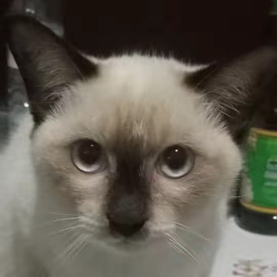 เรียกแมวว่า..ลูก..