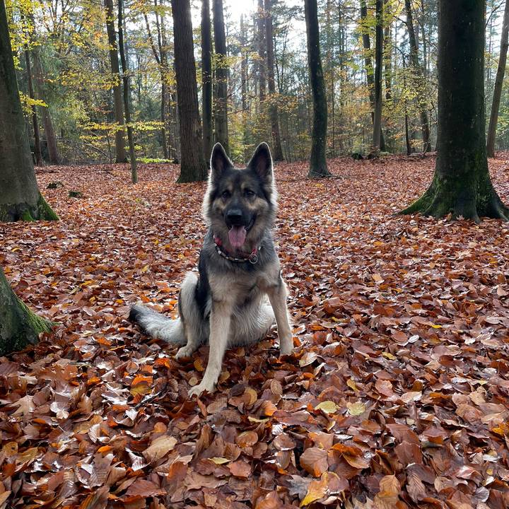 Cute_Noa_10/9/17🐾