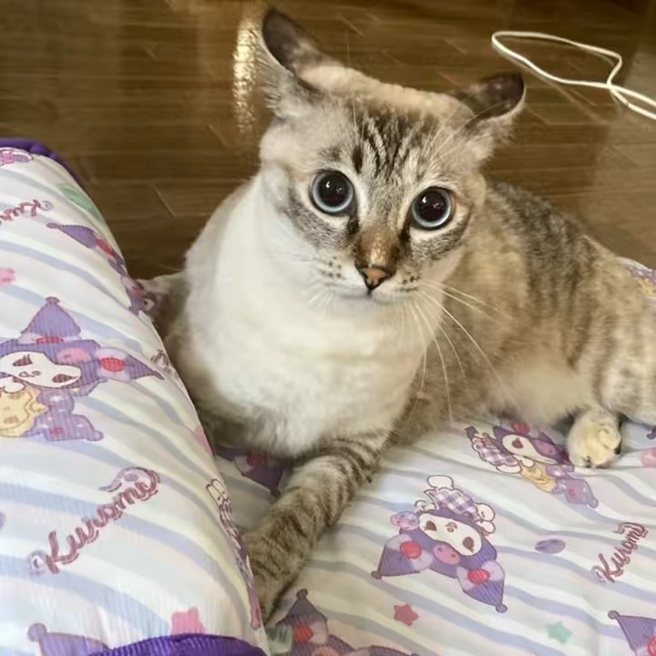 Miku🐈‍⬛💗🐈‍⬛