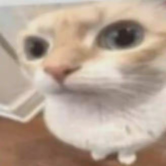 kikihuo🧑‍🦲🫶