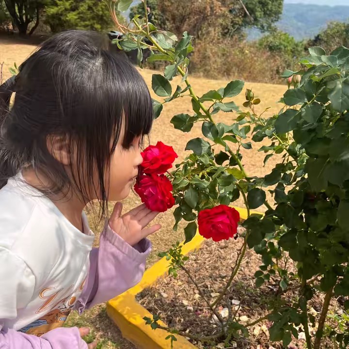 แม่อัมสามใบเถา