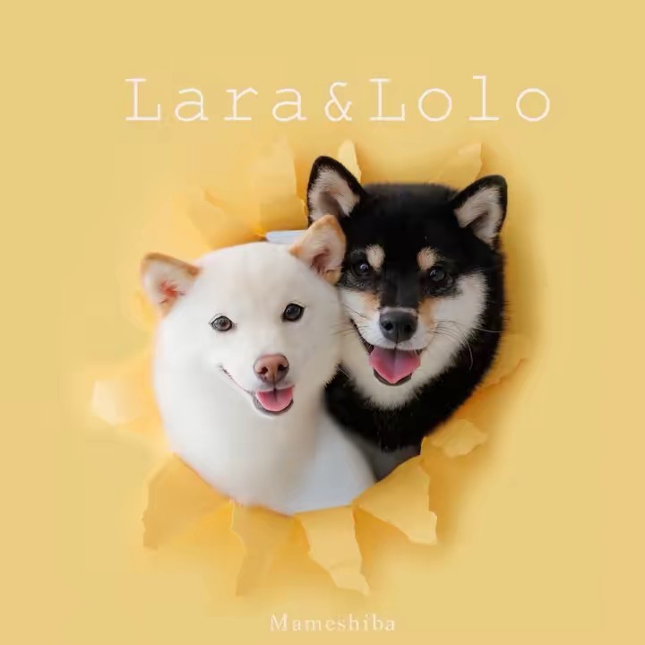 豆柴兄妹ろろとらら🐶