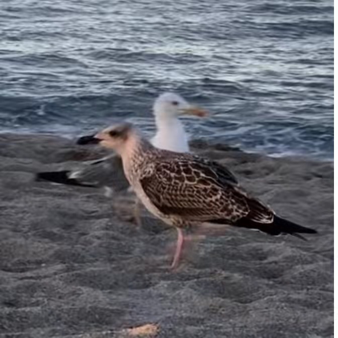 Emy🇫🇷♥️🇪🇬