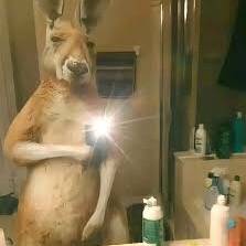 TEAM CANGURO ASTA EL FINAL