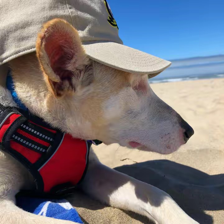 CaboTheDoggo