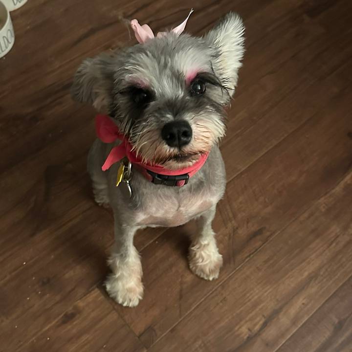 HoneybeesMINISchnauzers