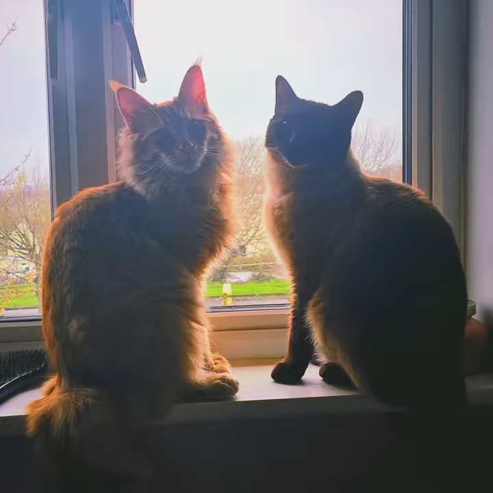 😺🐾Simba & Friends🐾😺