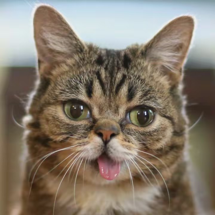 LA VIDA DE LOS GATOS🐾🐈