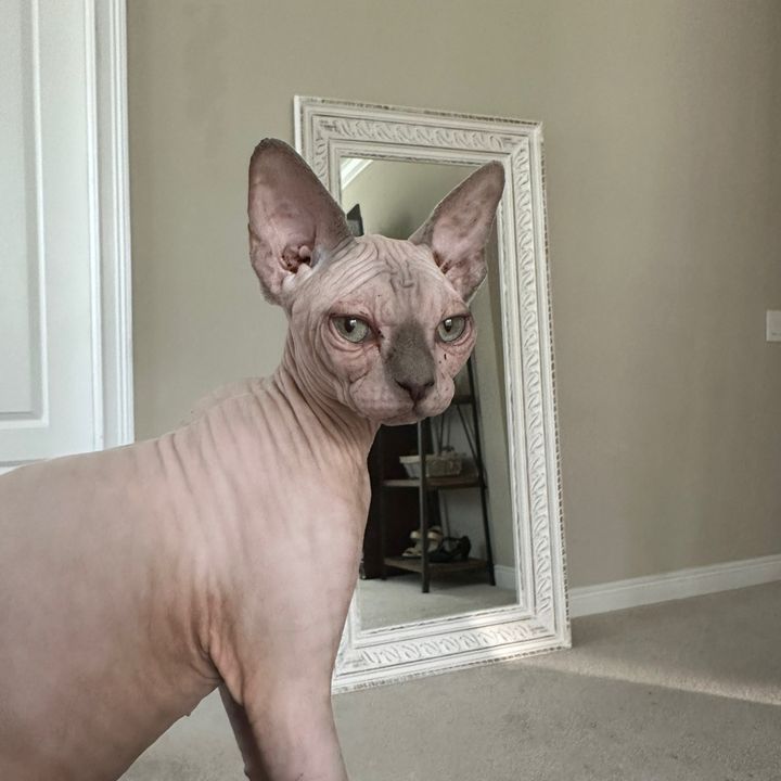 sassysphynx