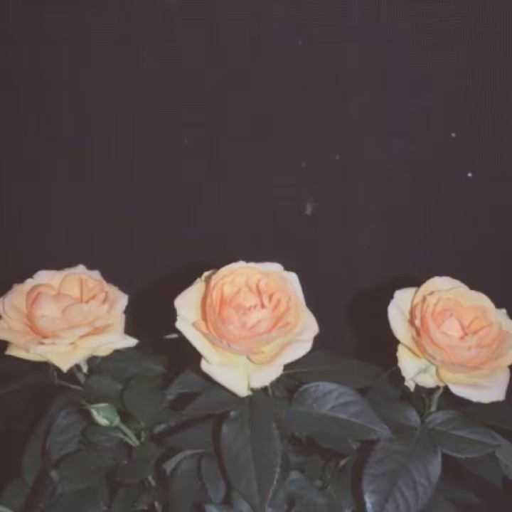 sᴜɴɴʏ☀️🌻🌙