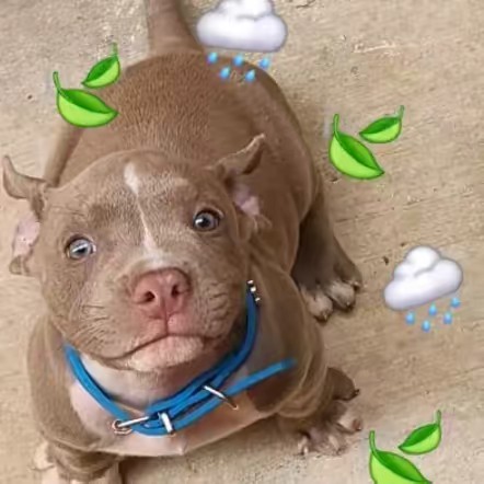 𓃗Ω 𝐌𝐀𝐓𝐄𝐎 ♞