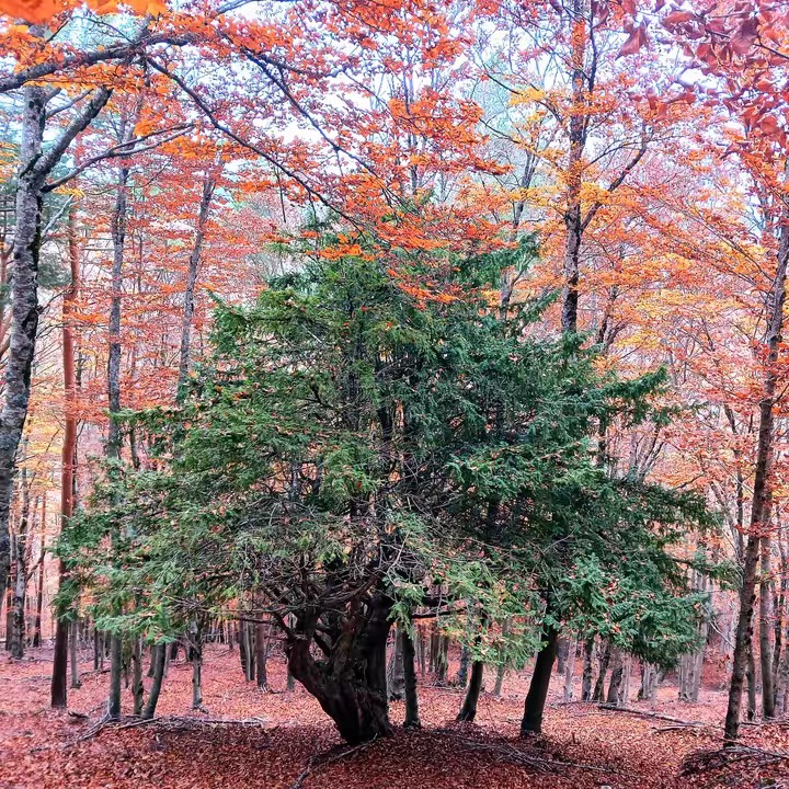 Amiga de los bosques