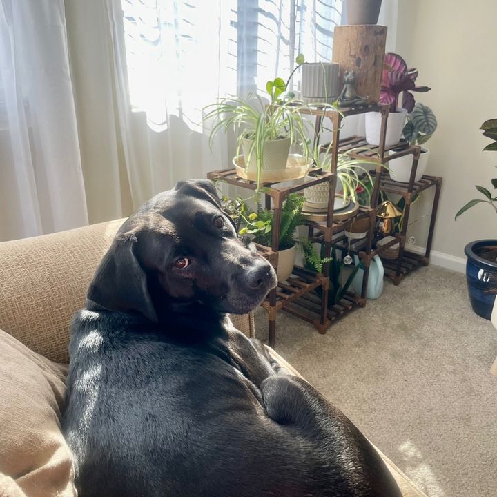 Fitzgerald’s Plants