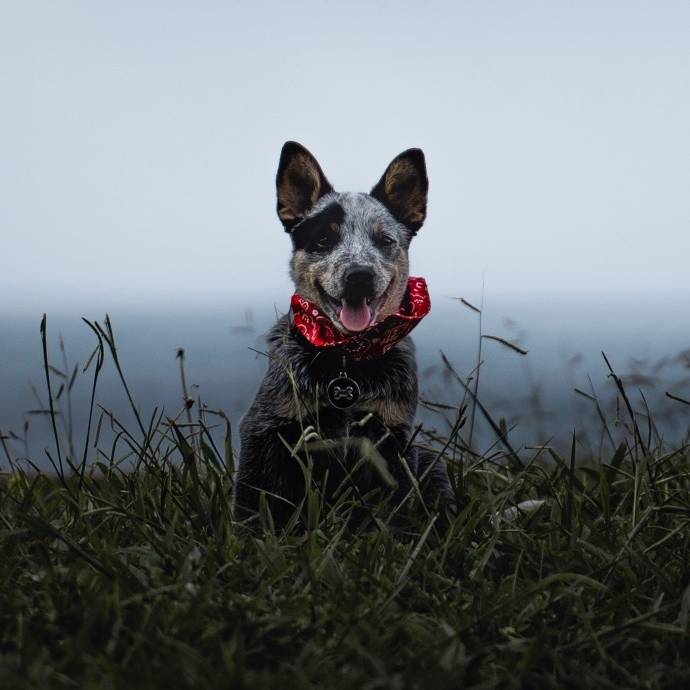 A C H I -Australian Cattle Dog