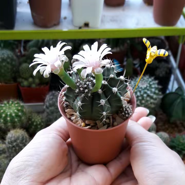 rainy ที่แปลว่า☔